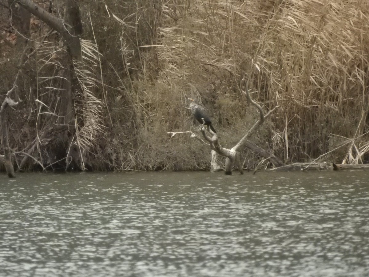 Double-crested Cormorant - ML612898291