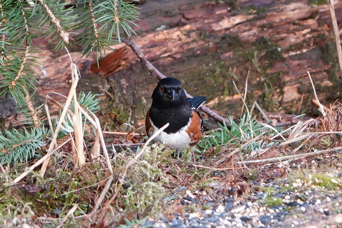 Spotted Towhee - Patty Rose