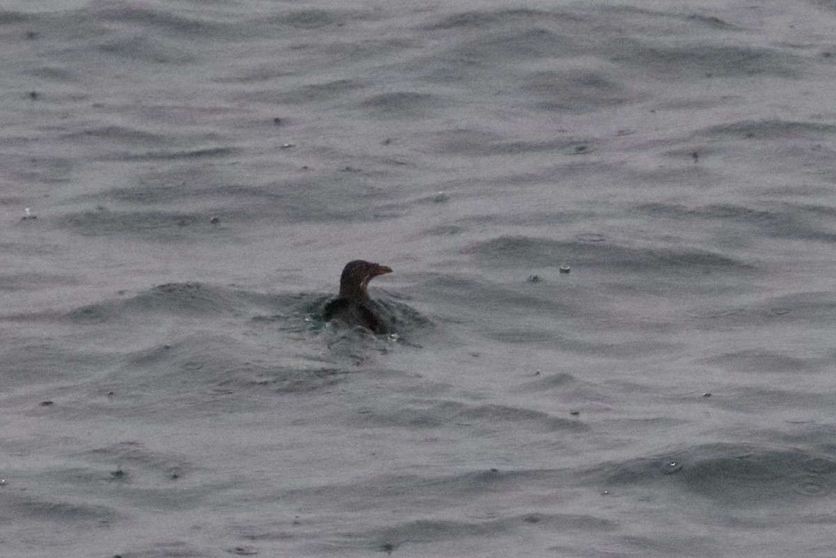 Rhinoceros Auklet - ML612898395