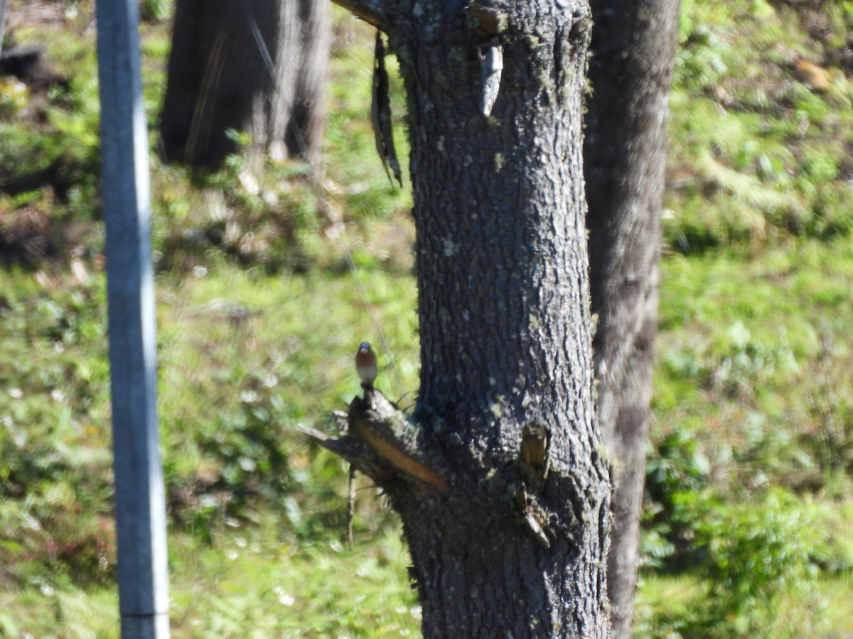 Eastern Bluebird - ML612898479