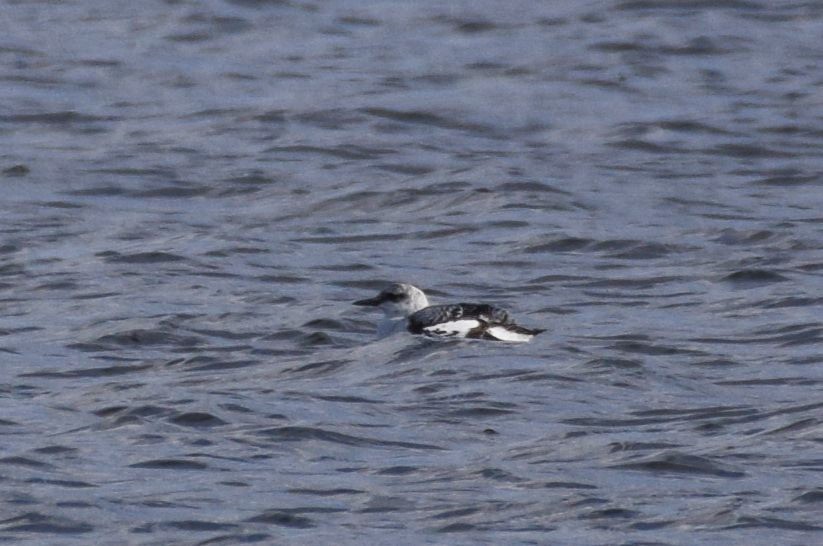 Black Guillemot - ML612898485