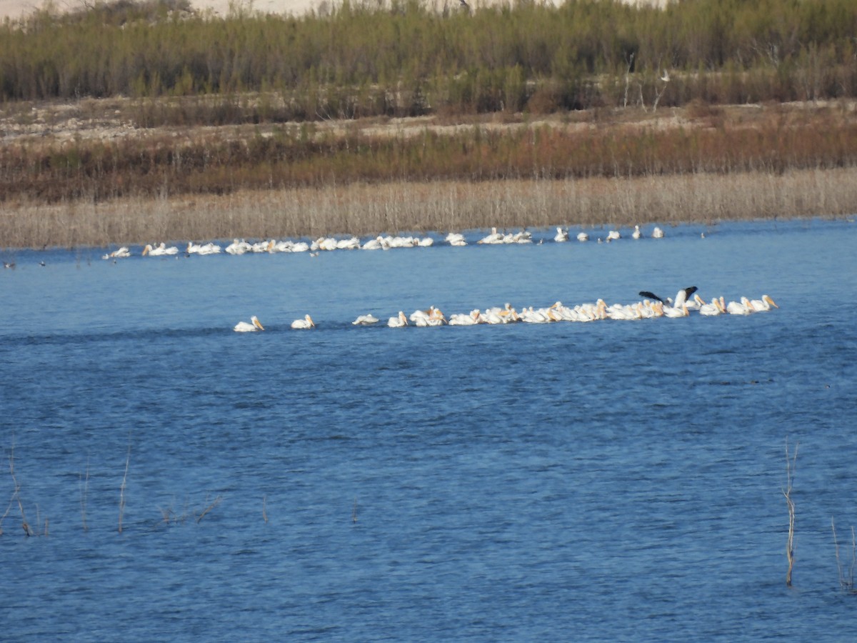 American White Pelican - ML612898514