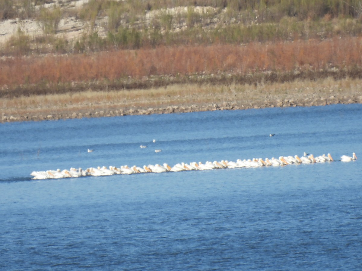 American White Pelican - Christopher Daniels