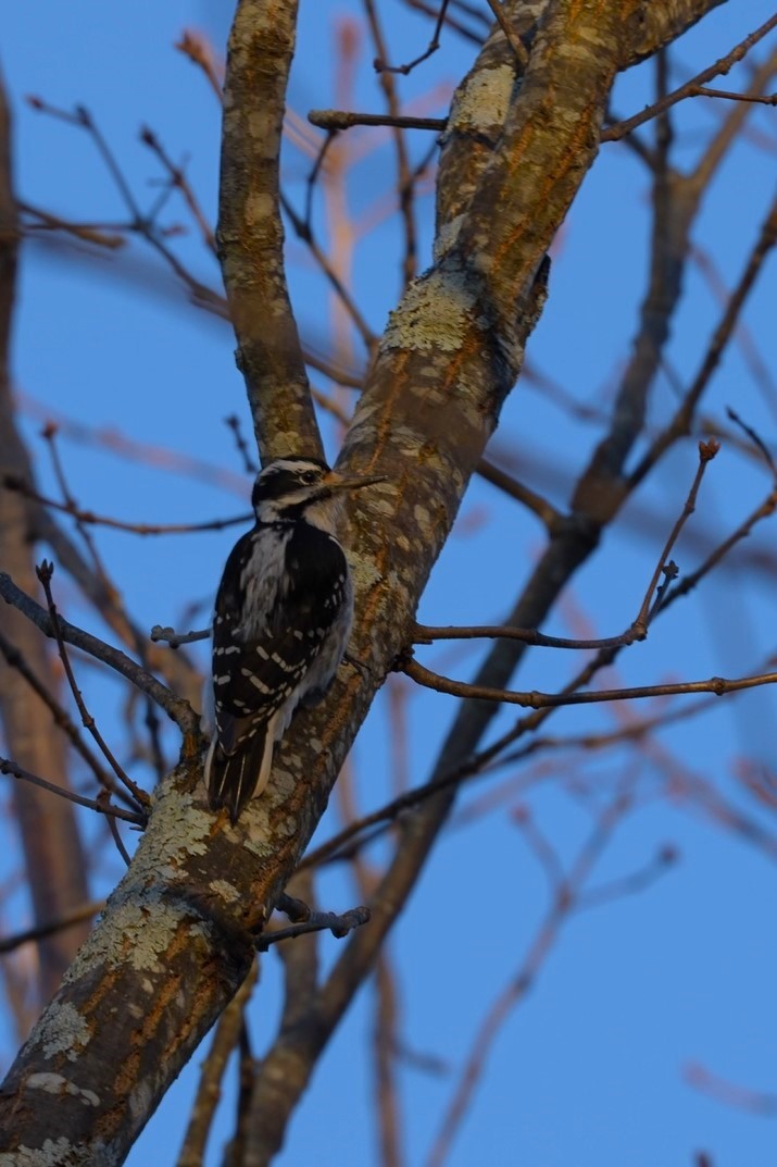 Hairy Woodpecker - ML612898528