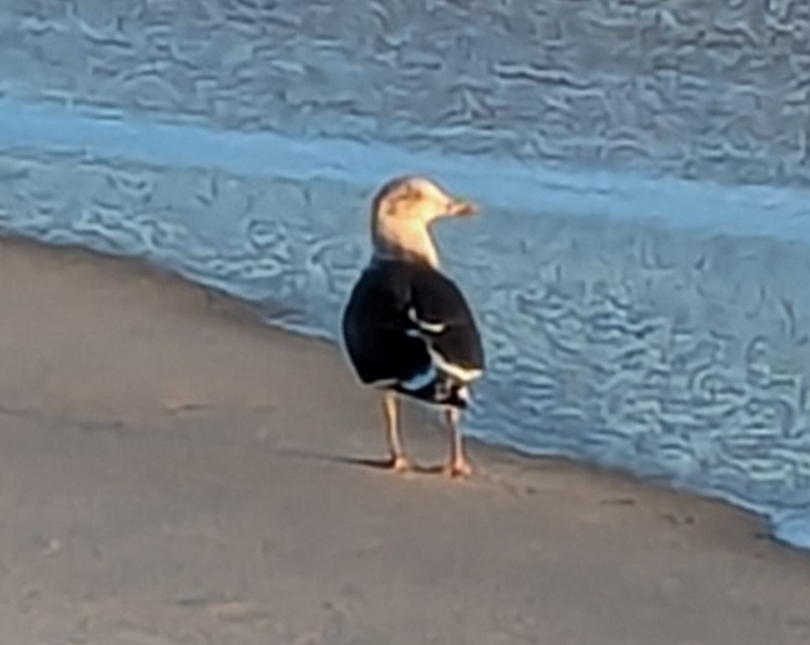Lesser Black-backed Gull - ML612898530