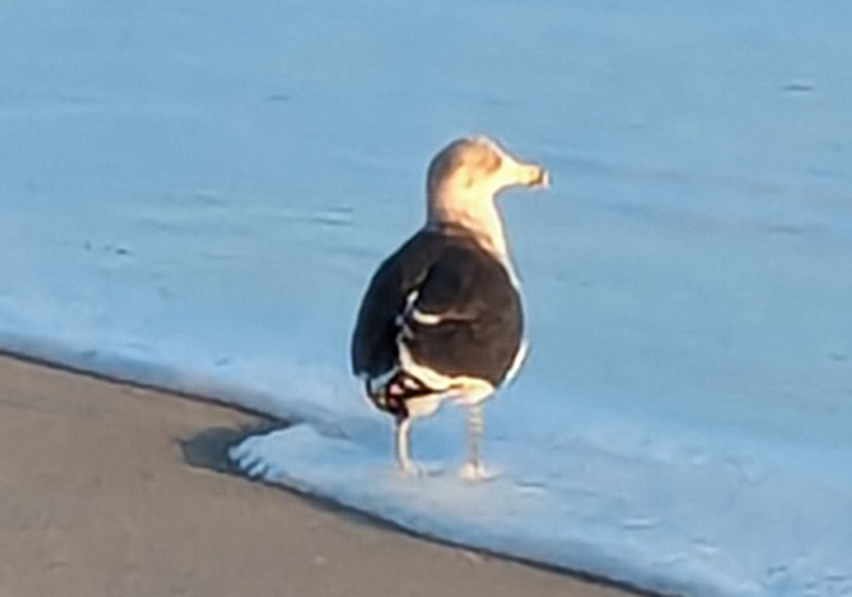 Lesser Black-backed Gull - ML612898531