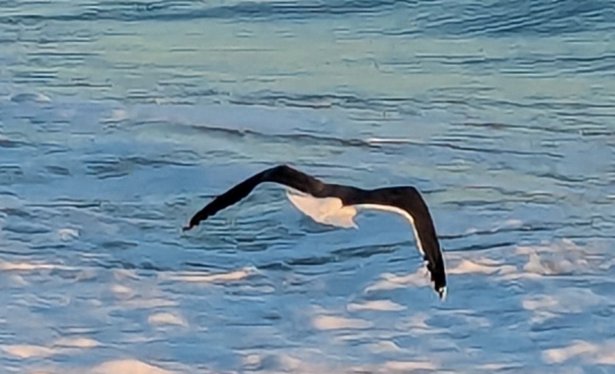 Lesser Black-backed Gull - ML612898532