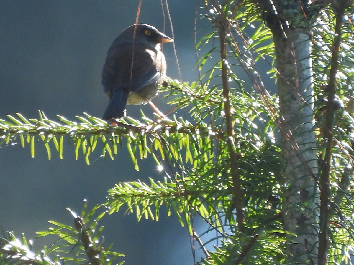 Yellow-eyed Junco - ML612898546