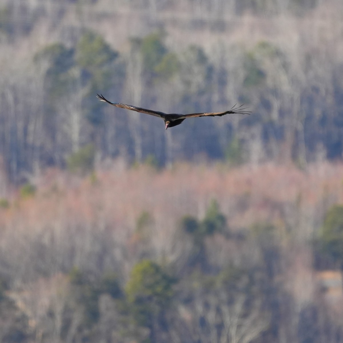 Turkey Vulture - ML612898549