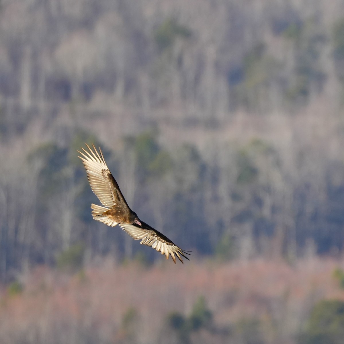 Turkey Vulture - ML612898550