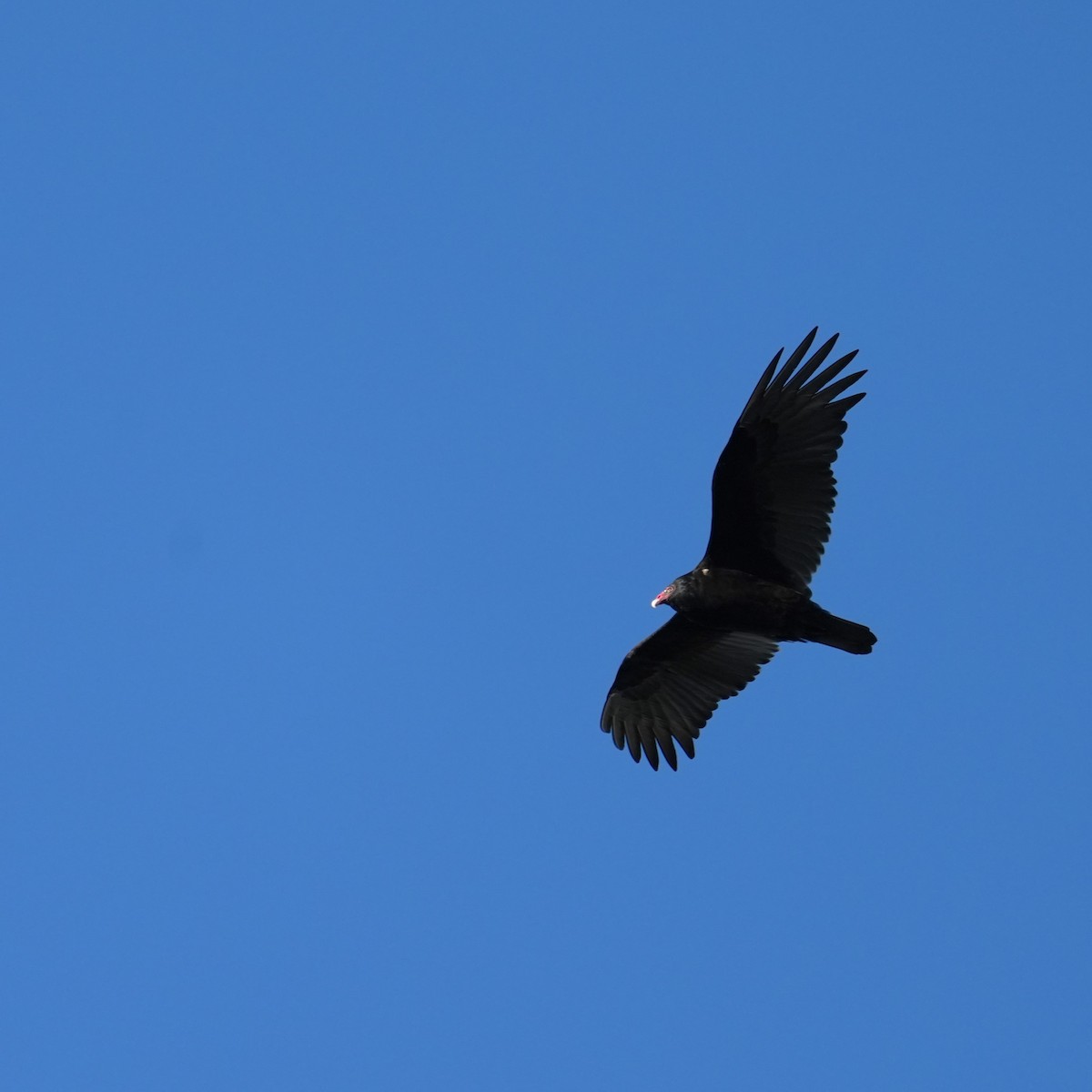 Turkey Vulture - ML612898551