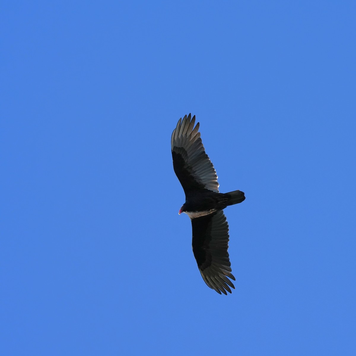 Turkey Vulture - ML612898552