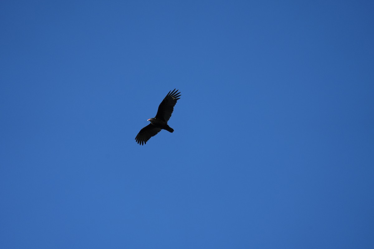 Turkey Vulture - ML612898553