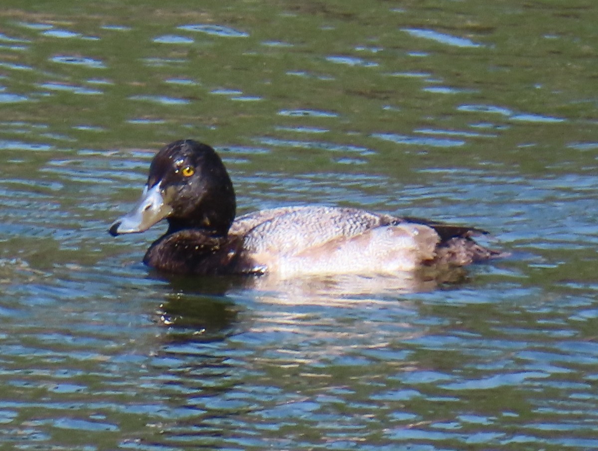 Greater Scaup - ML612898643