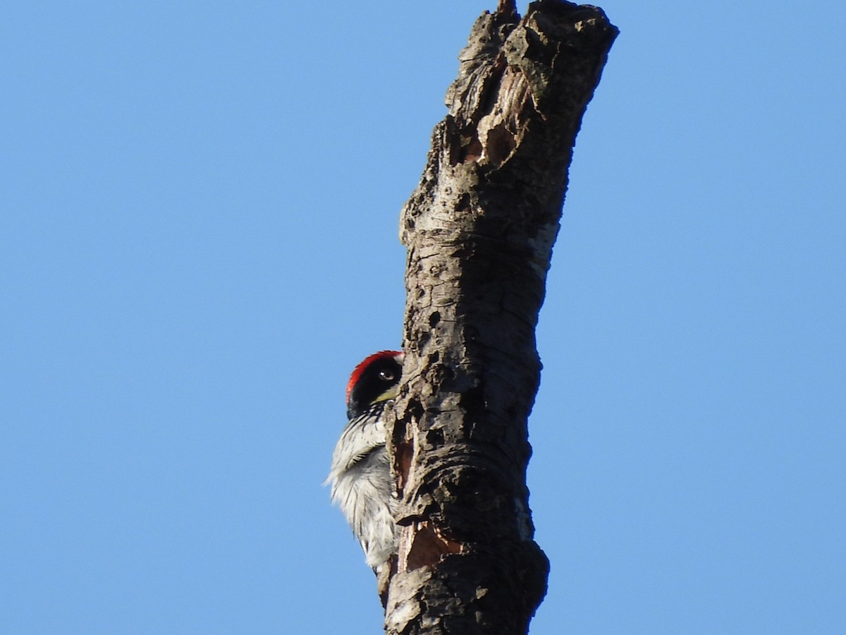 Acorn Woodpecker - ML612898691