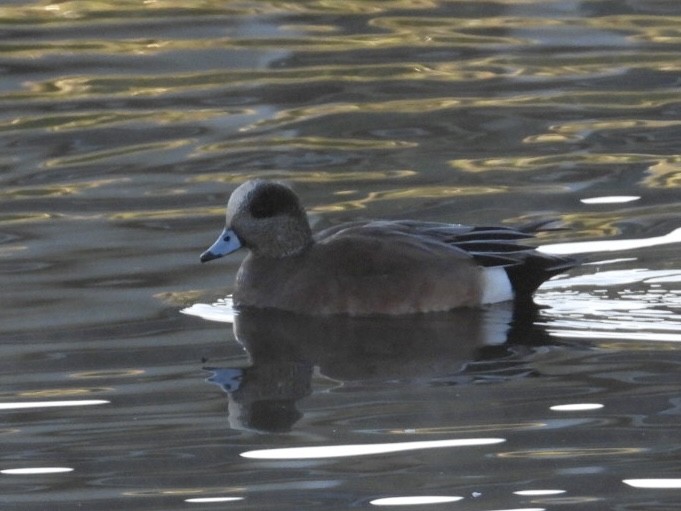 American Wigeon - ML612898707