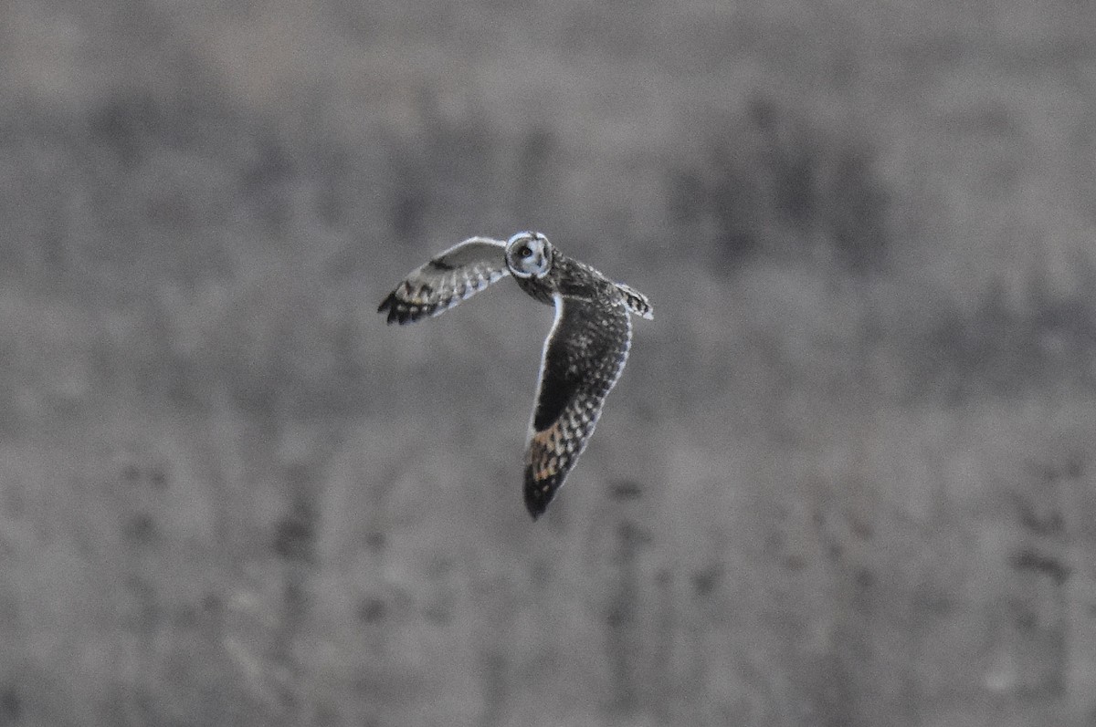 Хулгар гуйванга - ML612898713