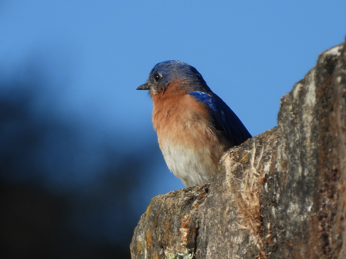 Eastern Bluebird - ML612898716