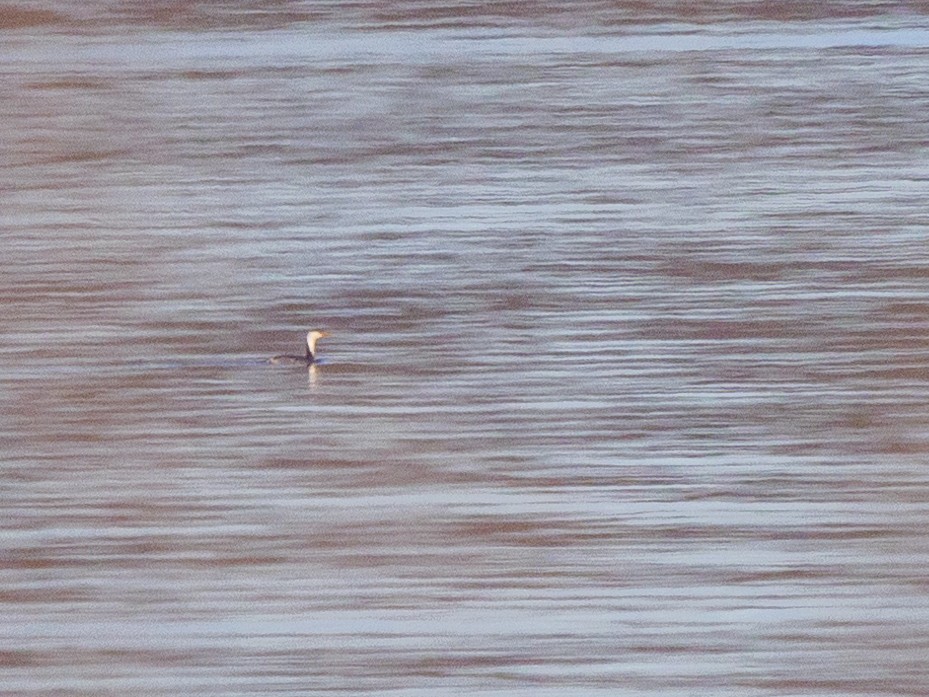 Clark's Grebe - ML612898754