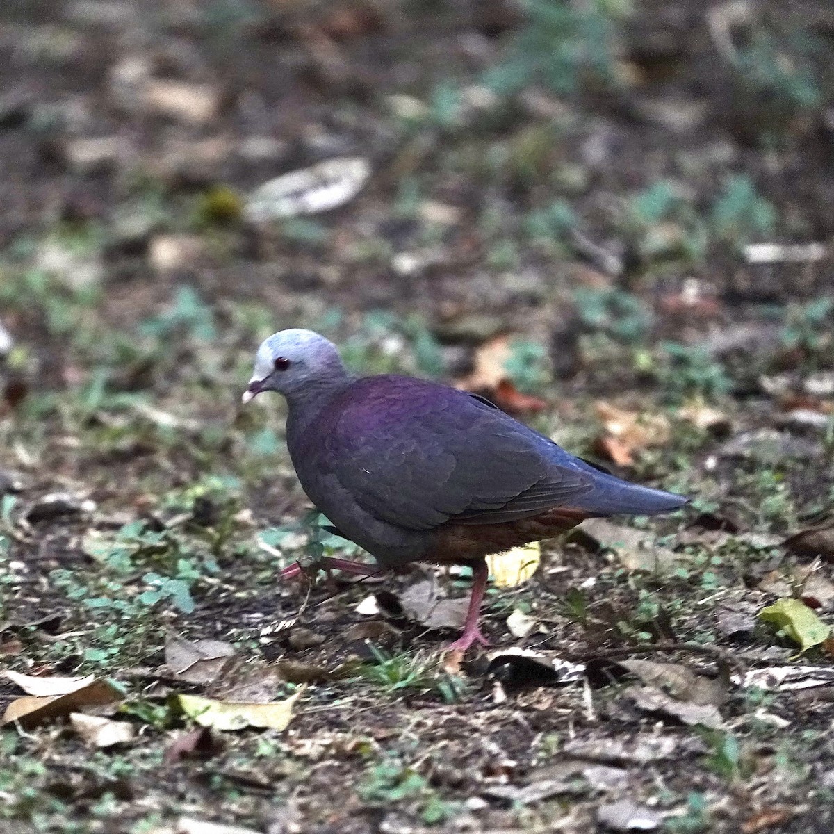 Gray-fronted Quail-Dove - ML612898763