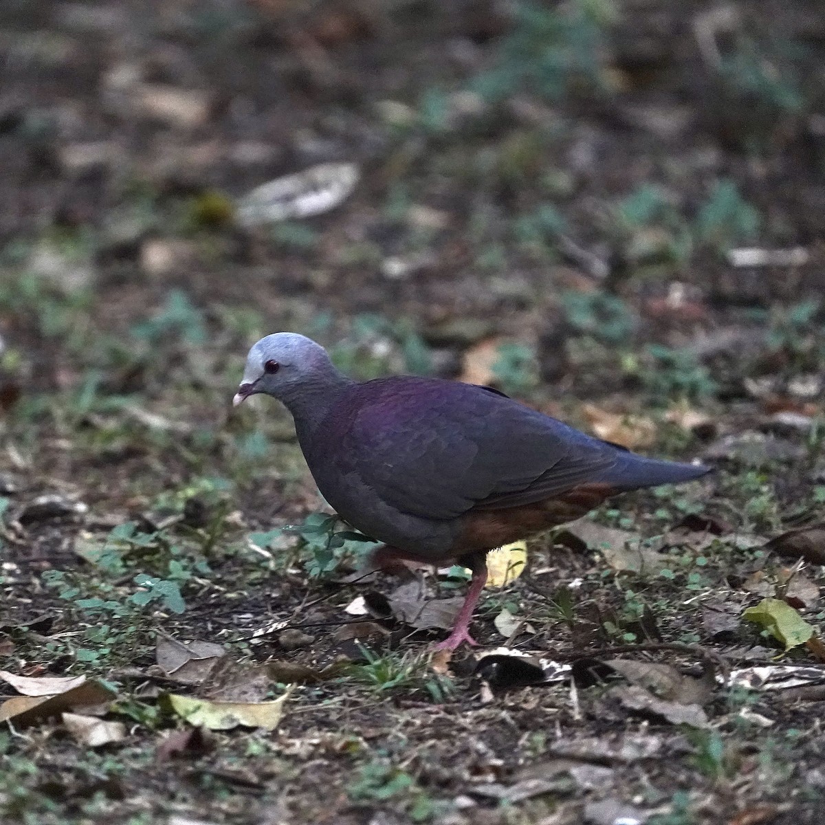 Gray-fronted Quail-Dove - Simon Thornhill