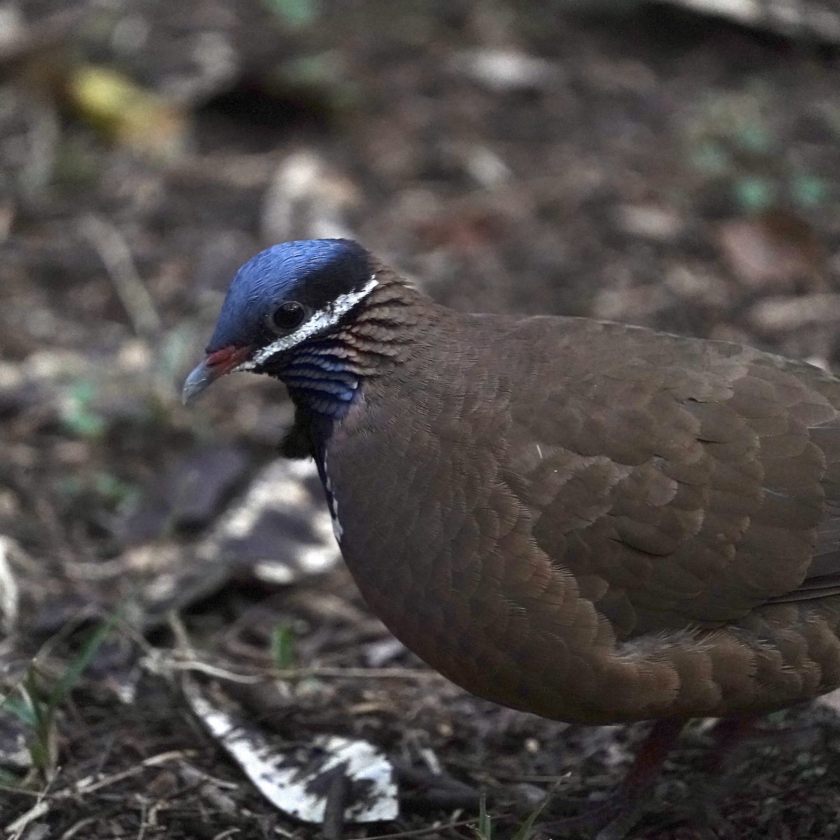 Blue-headed Quail-Dove - ML612898782