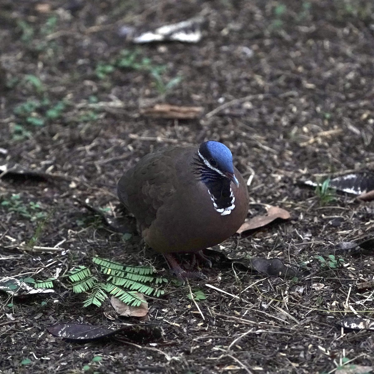 Blue-headed Quail-Dove - ML612898783