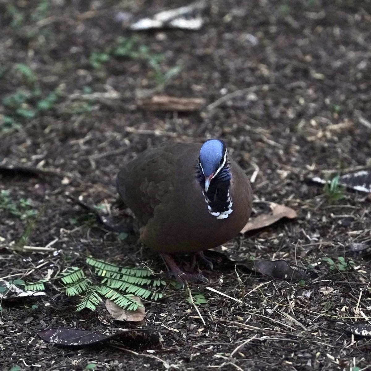 Blue-headed Quail-Dove - ML612898784