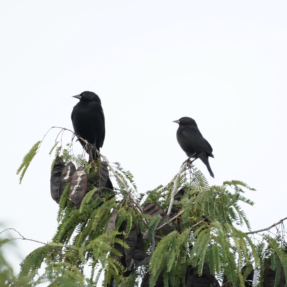 Red-shouldered Blackbird - Simon Thornhill