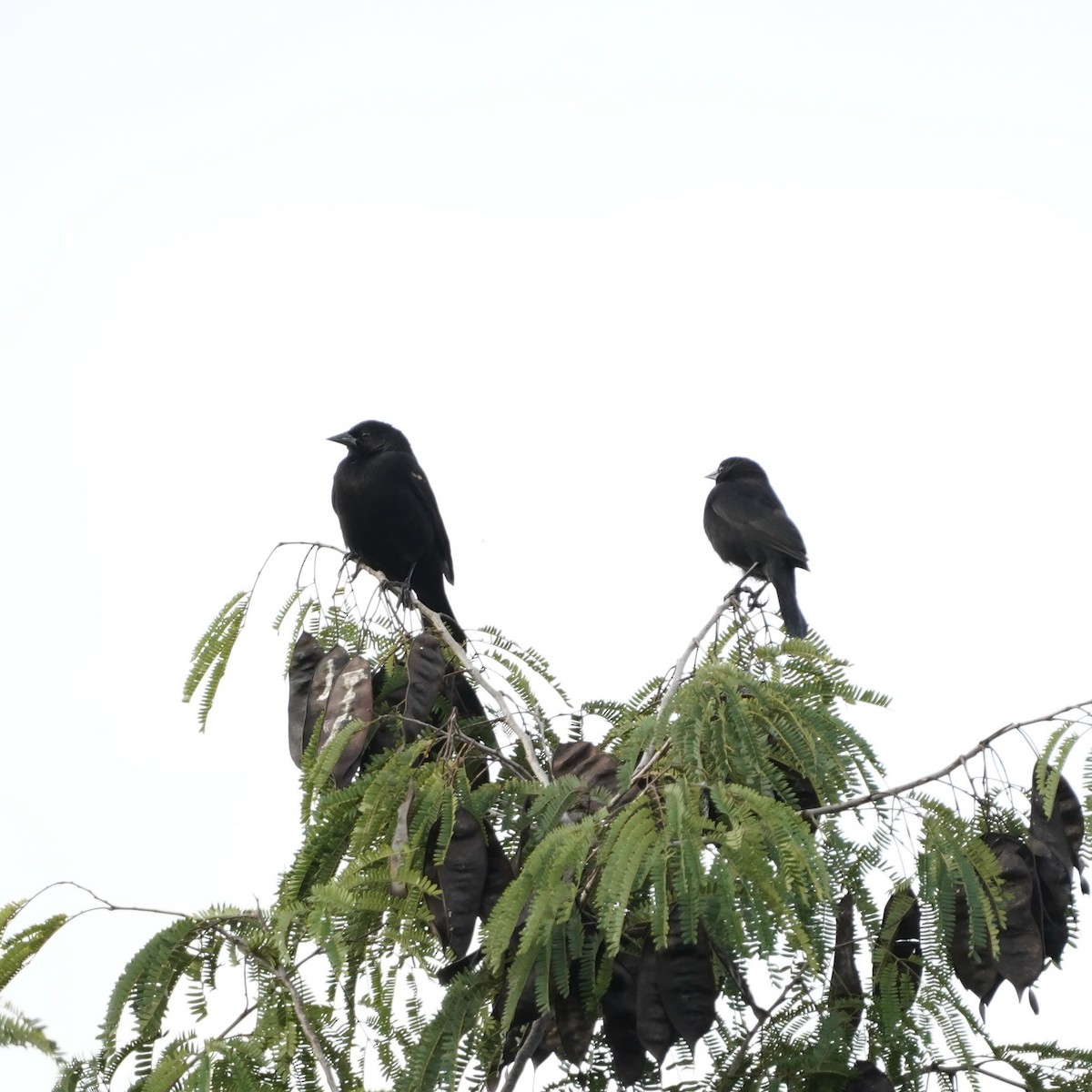 Red-shouldered Blackbird - Simon Thornhill