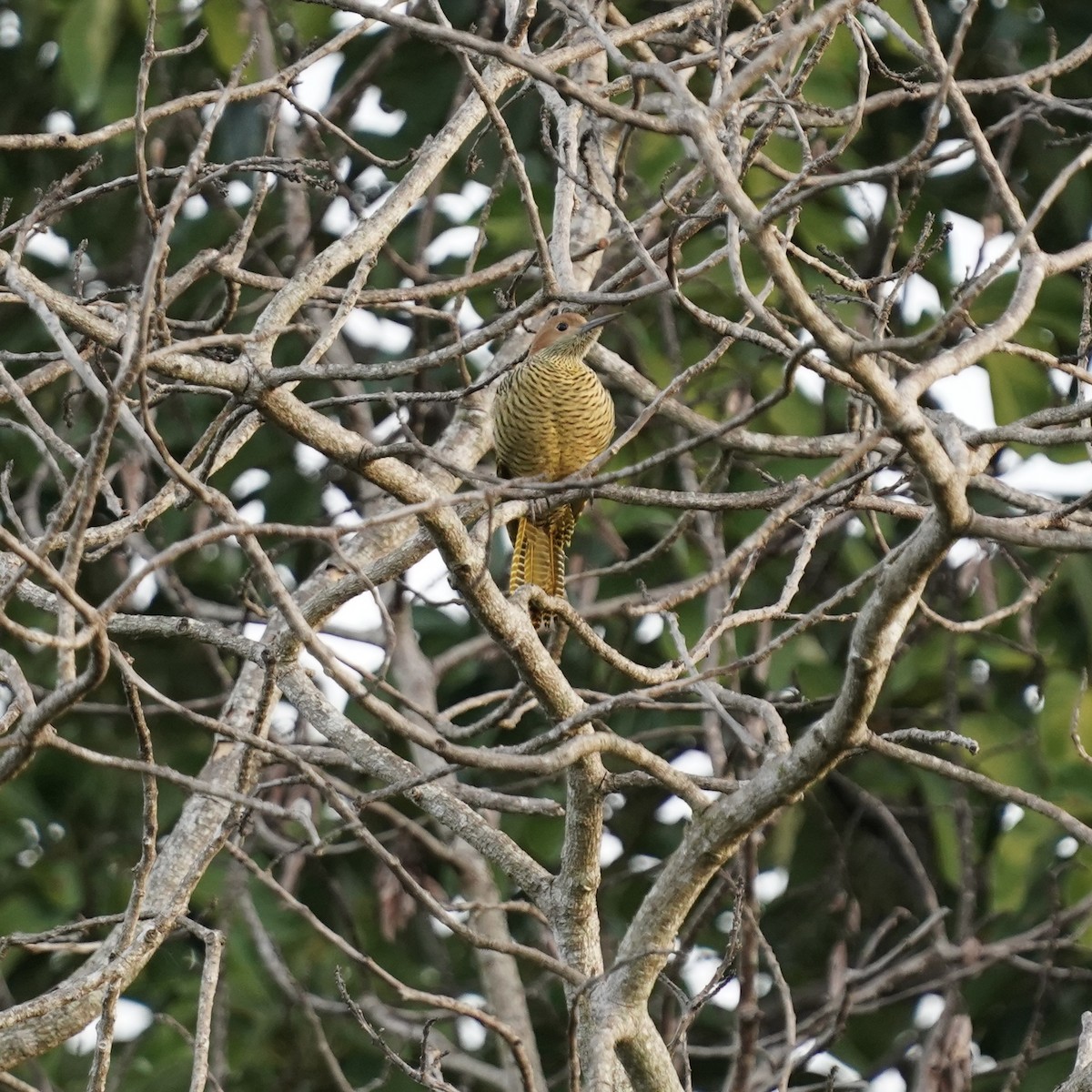 Fernandina's Flicker - ML612898838