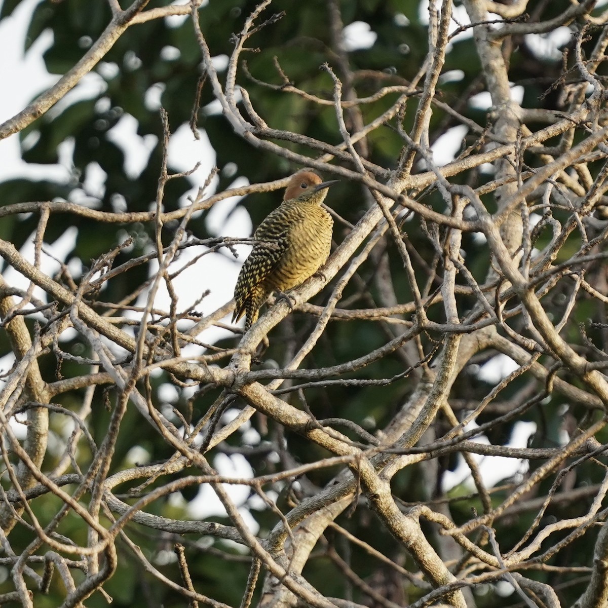 Fernandina's Flicker - ML612898839