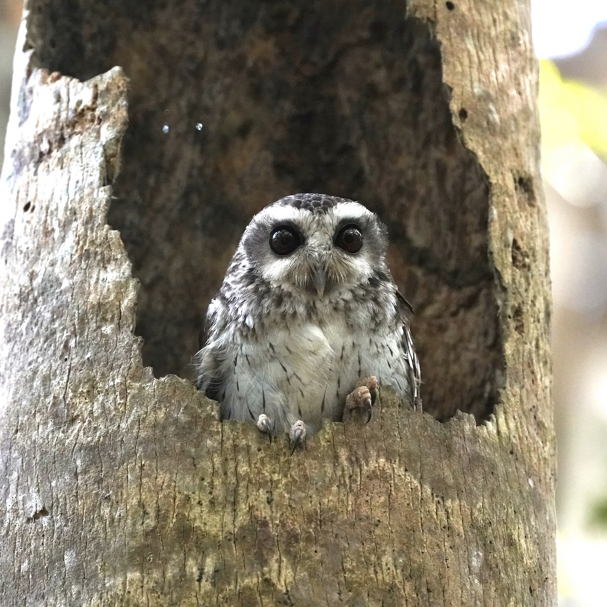 Bare-legged Owl - Simon Thornhill