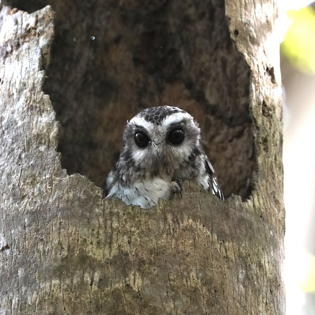 Bare-legged Owl - Simon Thornhill