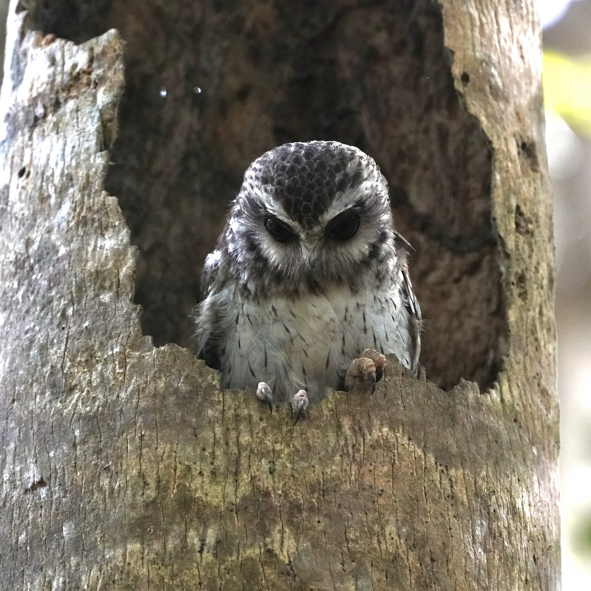 Bare-legged Owl - Simon Thornhill