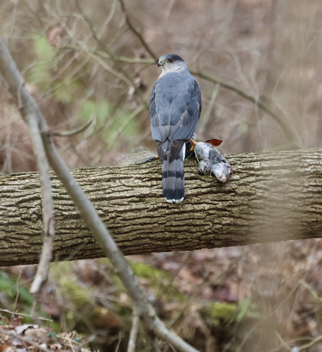 Cooper's Hawk - ML612898963