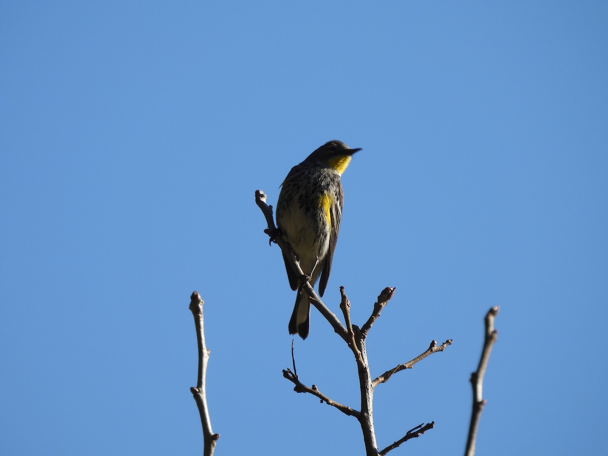 Yellow-rumped Warbler - ML612898974