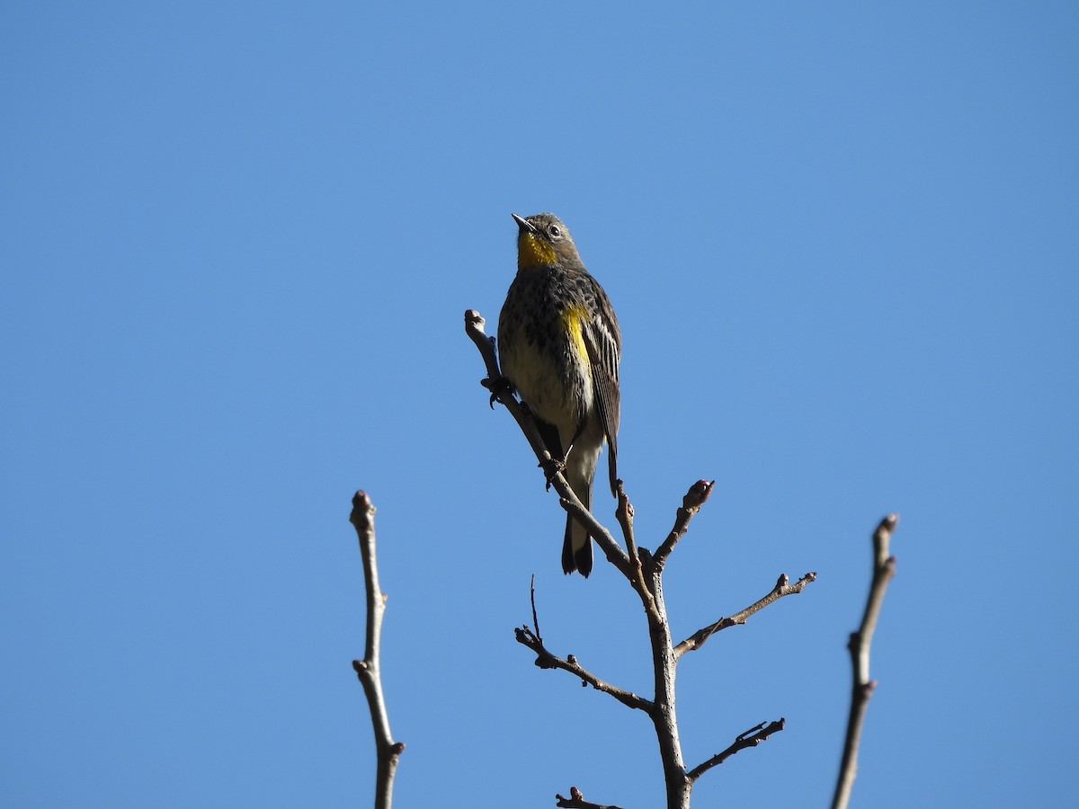 Yellow-rumped Warbler - ML612898975