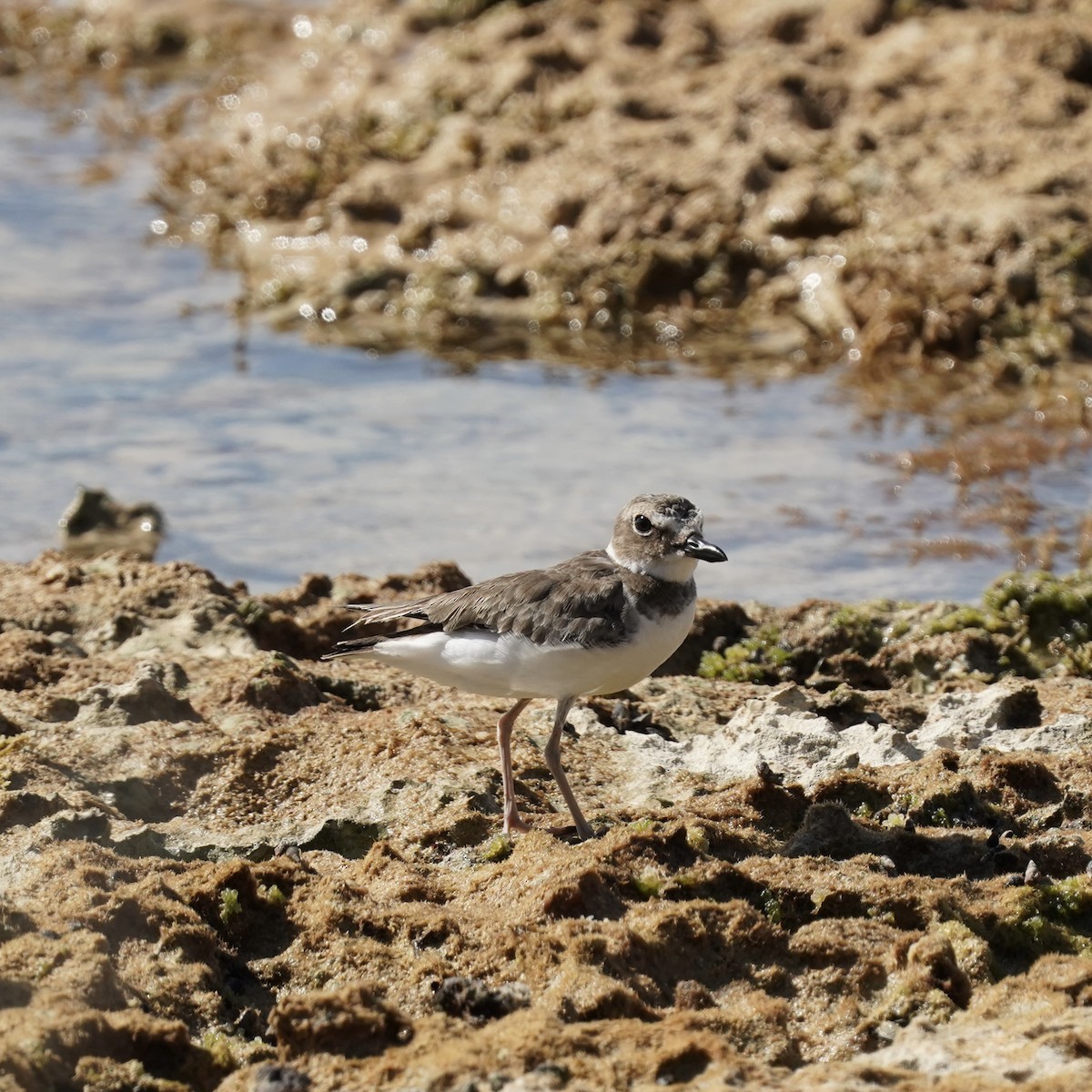 Wilson's Plover - ML612899029