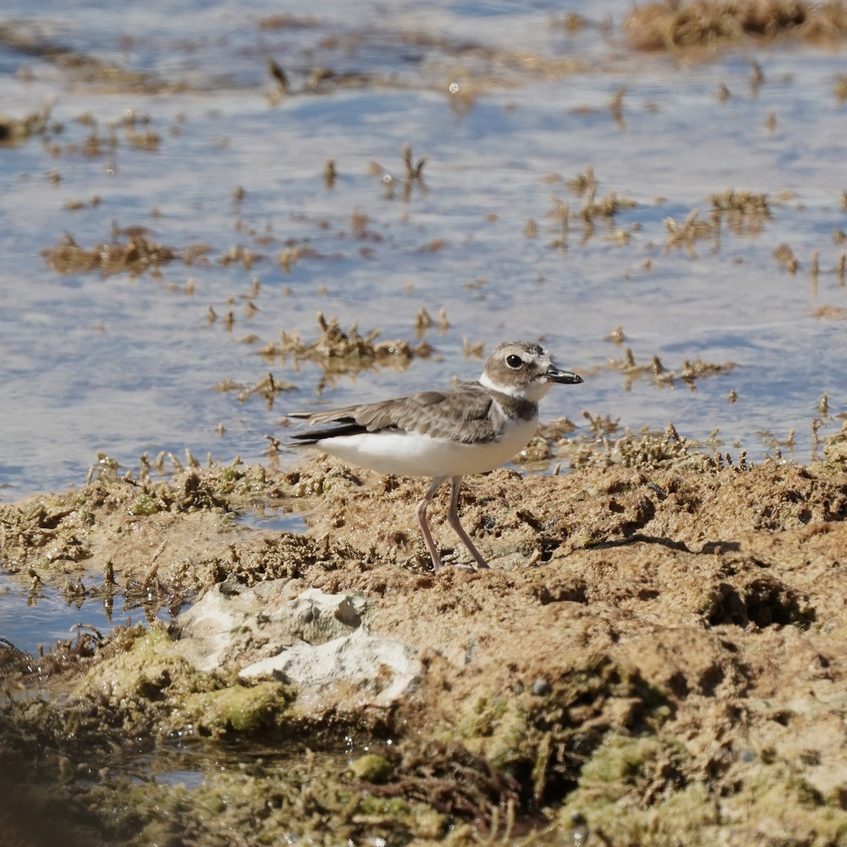 Wilson's Plover - ML612899030