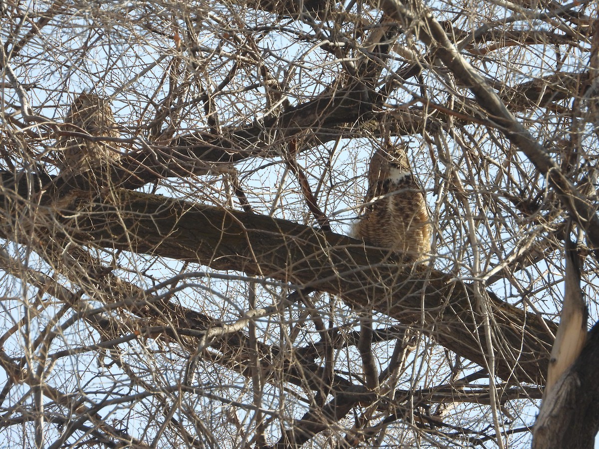 Great Horned Owl - ML612899121