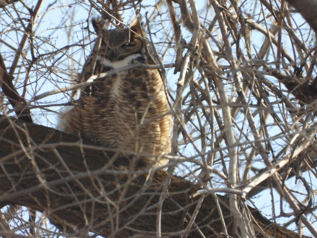 Great Horned Owl - ML612899122