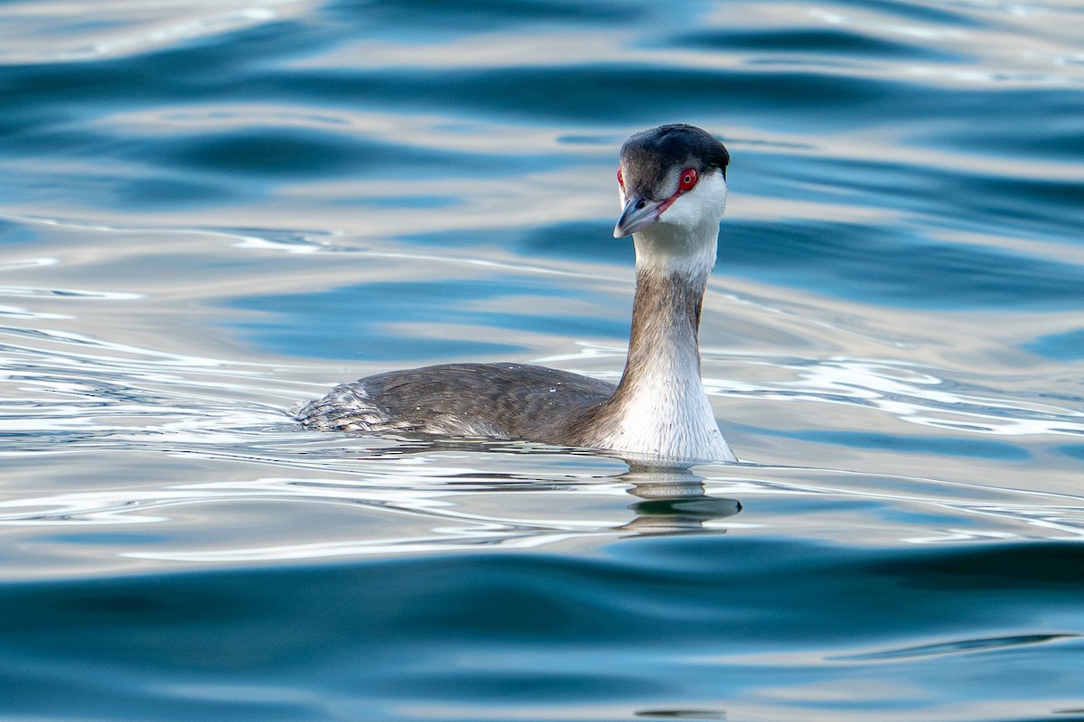 Horned Grebe - Mark Gordon