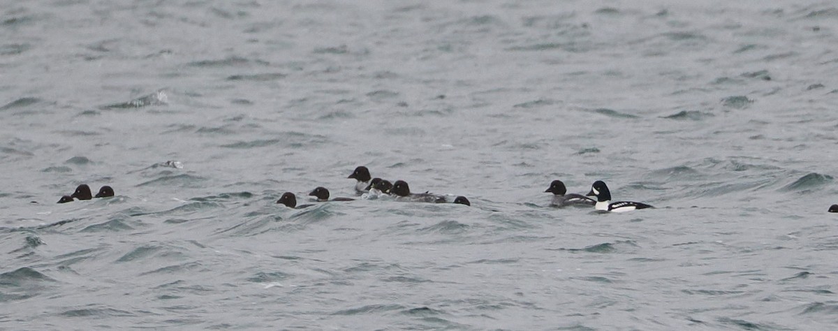 Barrow's Goldeneye - ML612899354