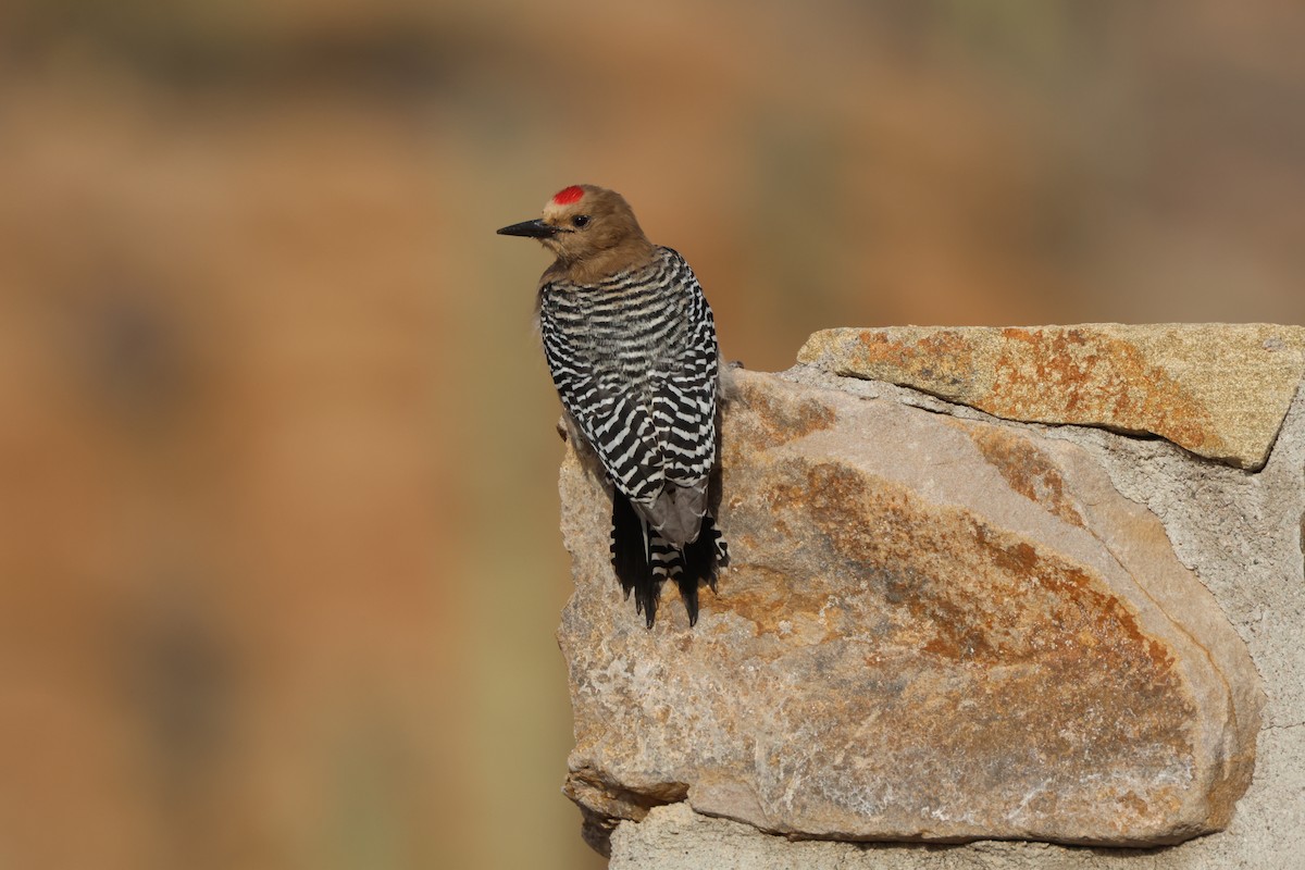 Gila Woodpecker - Tracey Chan