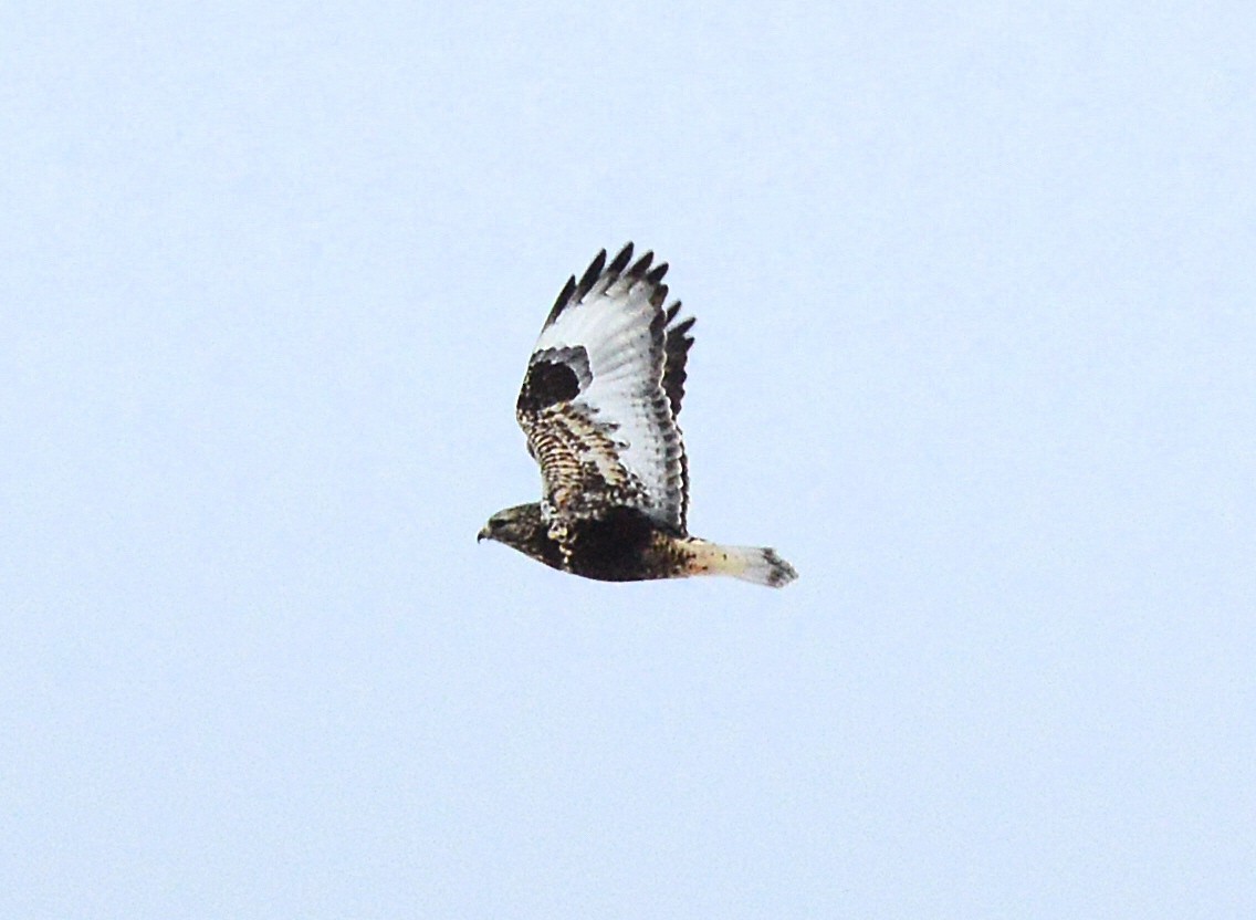 Rough-legged Hawk - Vicki Buchwald