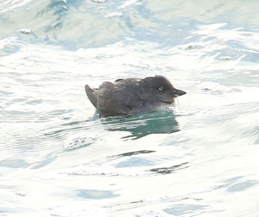 Cassin's Auklet - ML612899460