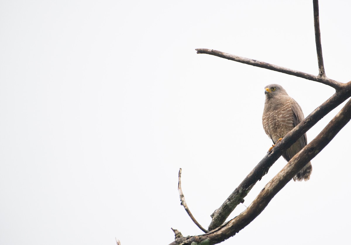 Roadside Hawk - Aidan Powell