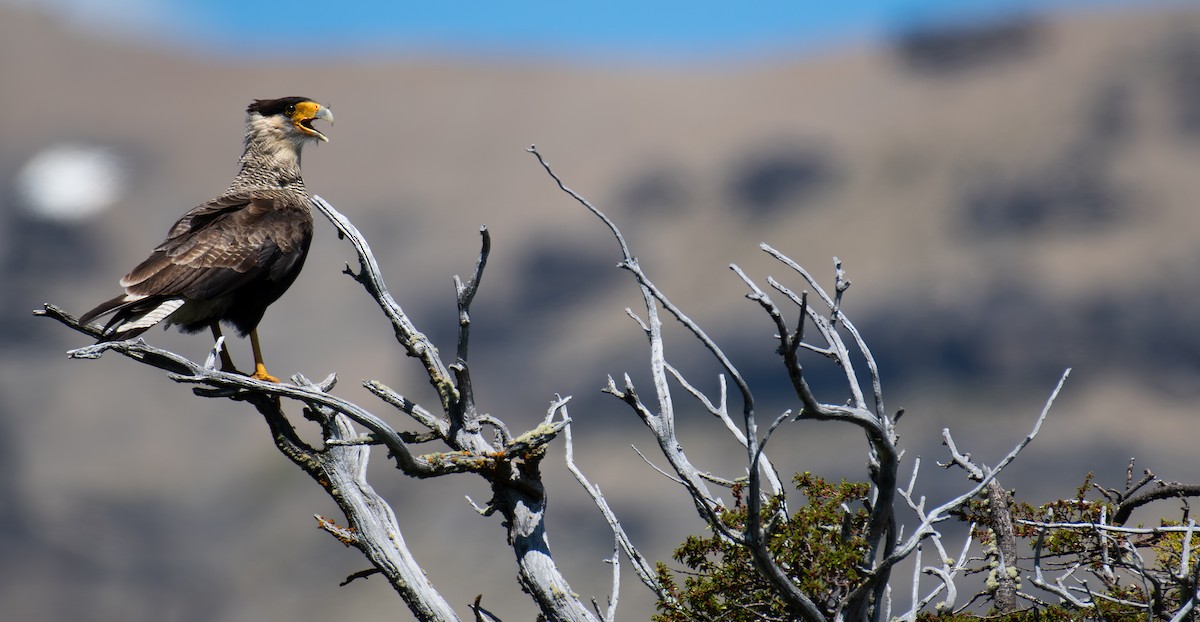 Crested Caracara (Southern) - ML612899486