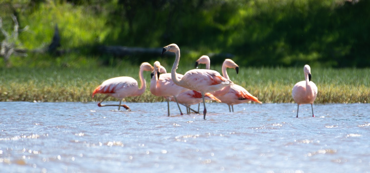 Şili Flamingosu - ML612899518